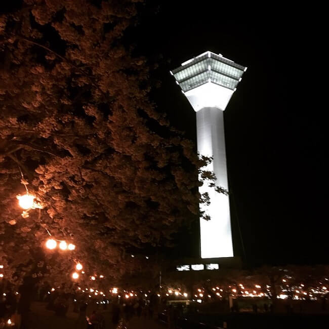 函館のGW。五稜郭のライトアップされた夜桜は、仮設トイレとジンギスカン風味。